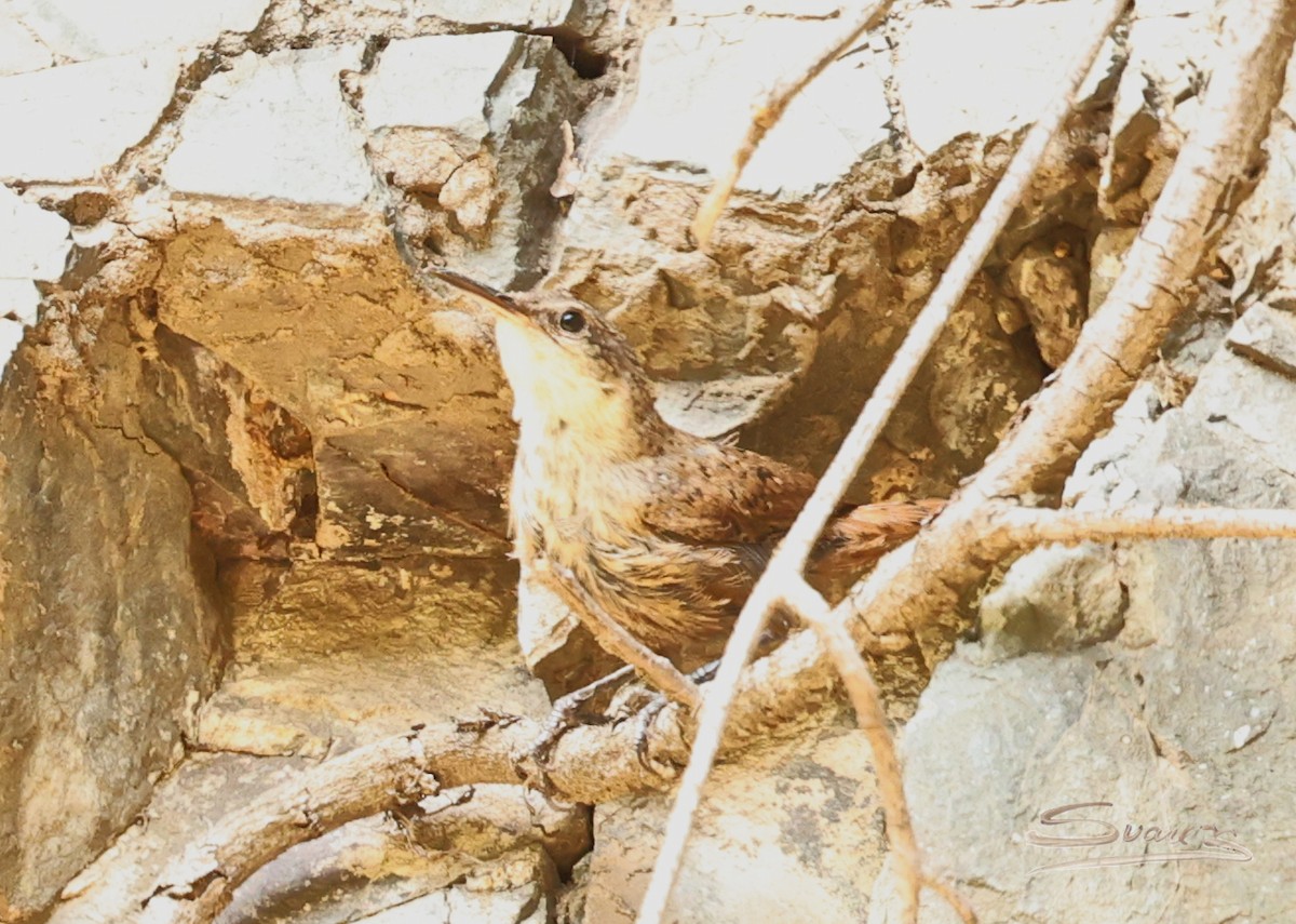 Canyon Wren - ML640887325
