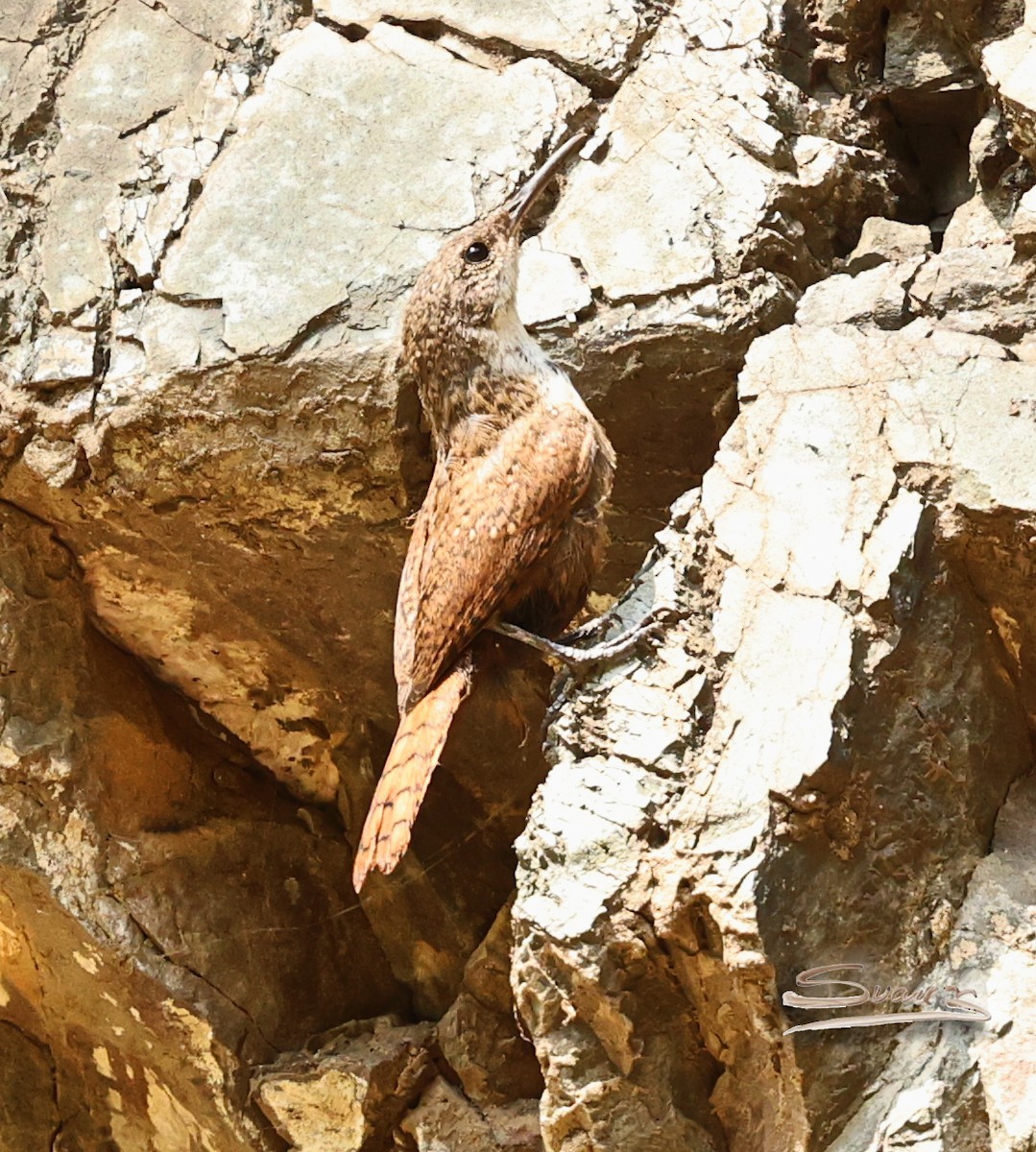 Canyon Wren - ML640887326