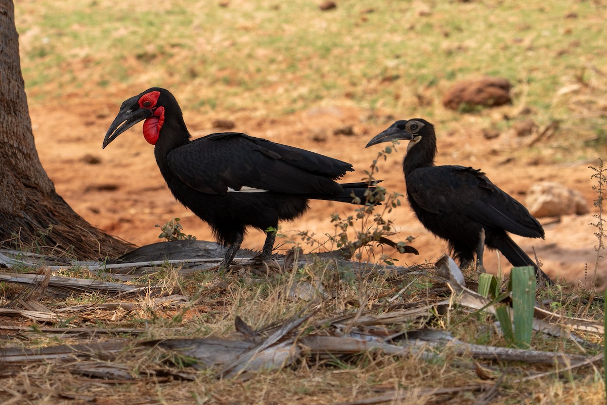 Southern Ground-Hornbill - ML640887346