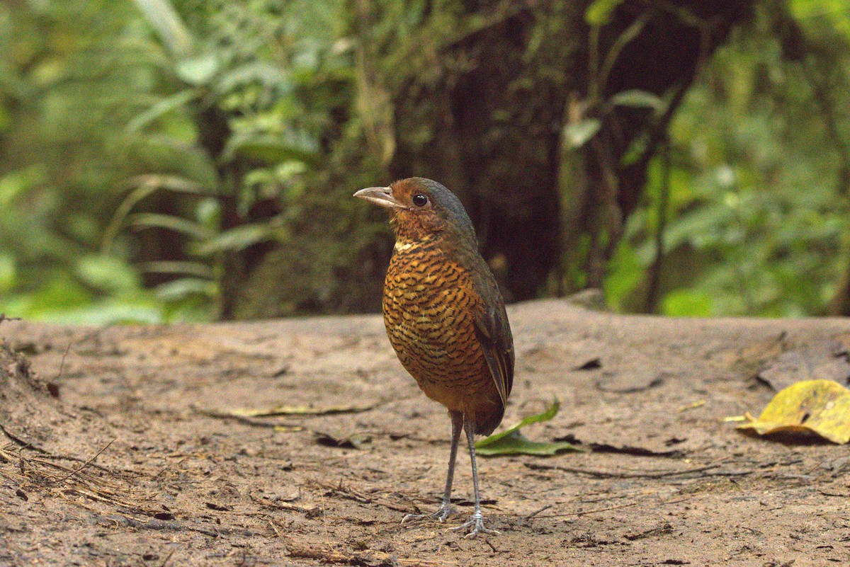 Giant Antpitta - ML640887414