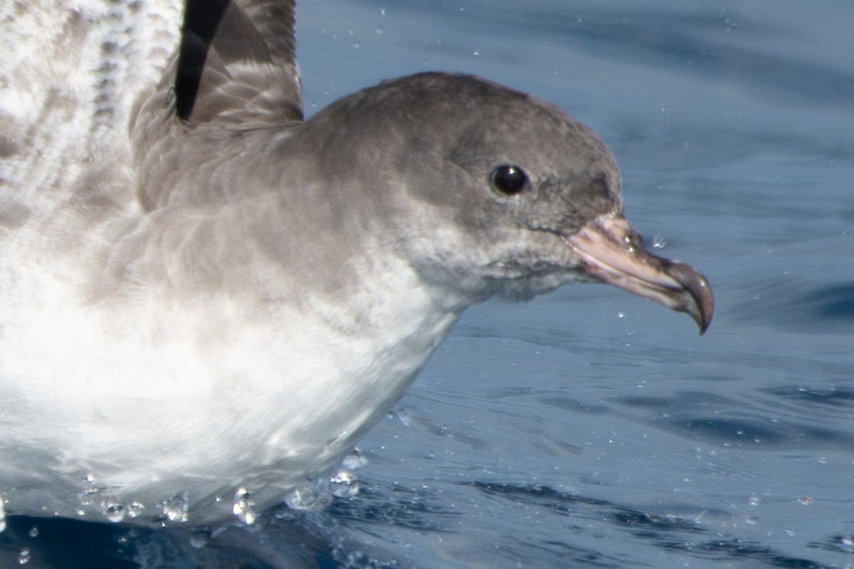 Pink-footed Shearwater - ML640887424
