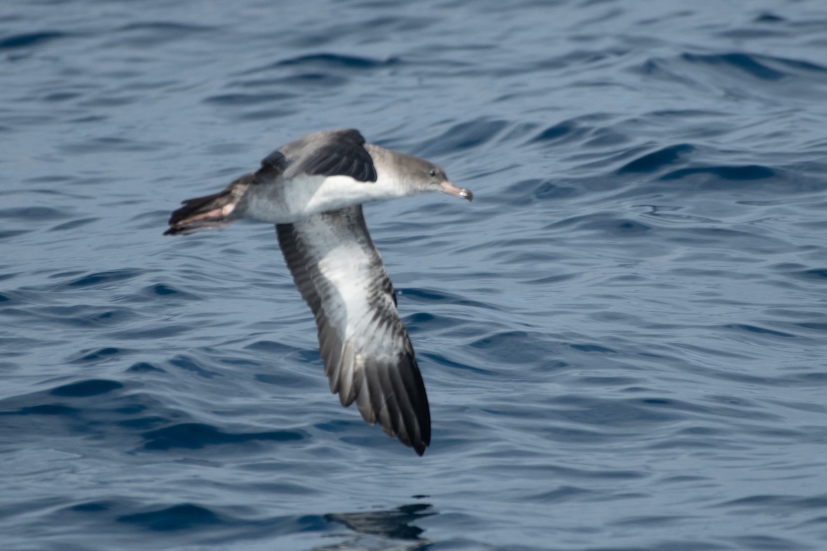 Pink-footed Shearwater - ML640887428