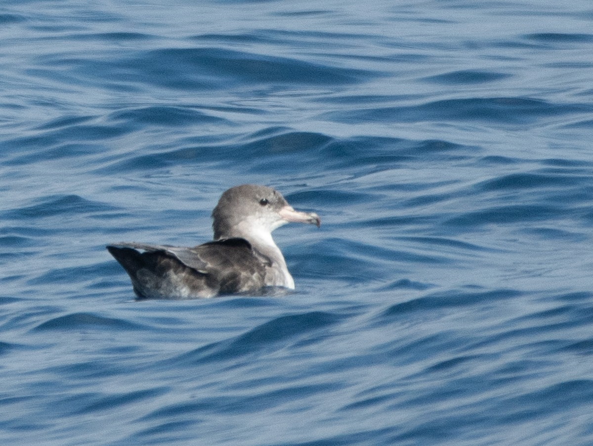 Pink-footed Shearwater - ML640887429