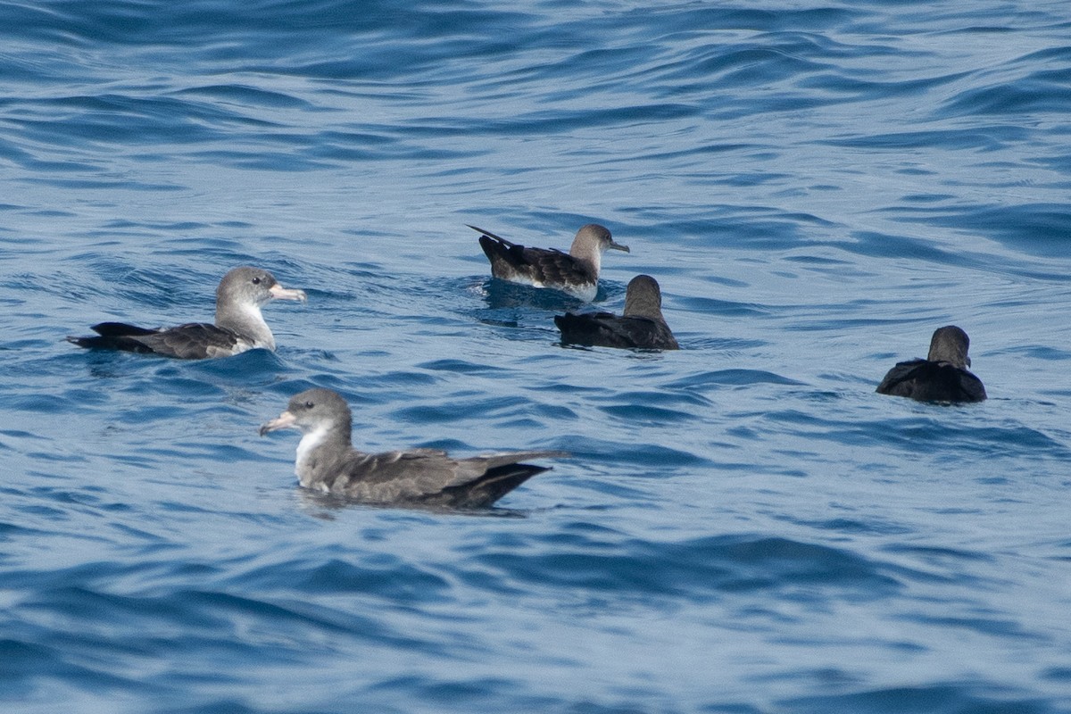 Pink-footed Shearwater - ML640887430