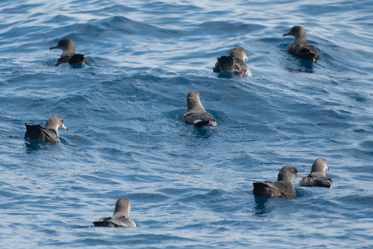 Pink-footed Shearwater - ML640887431