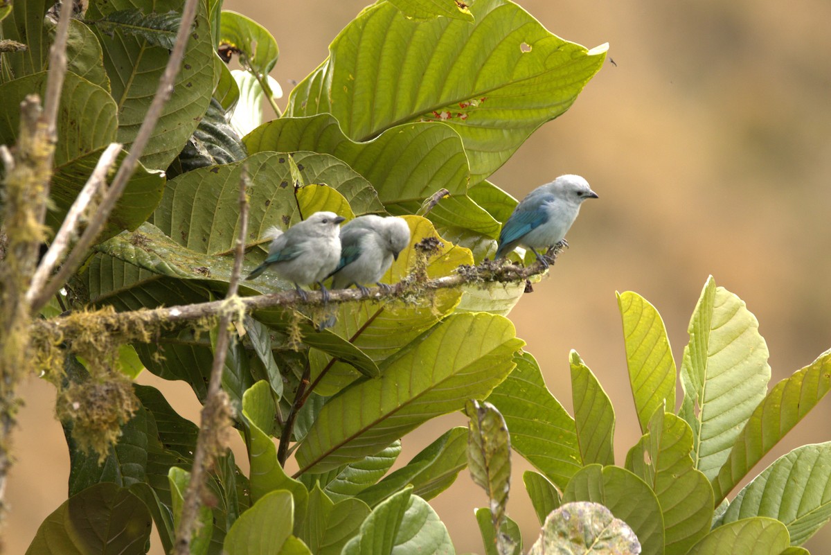 bispetanagar - ML640887454