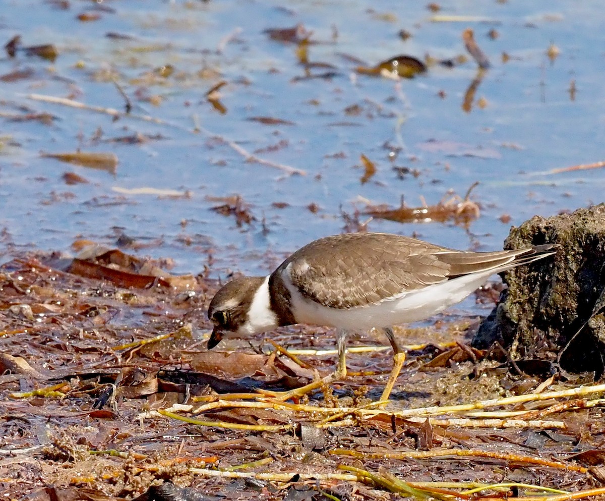 Semipalmated Plover - ML640887455