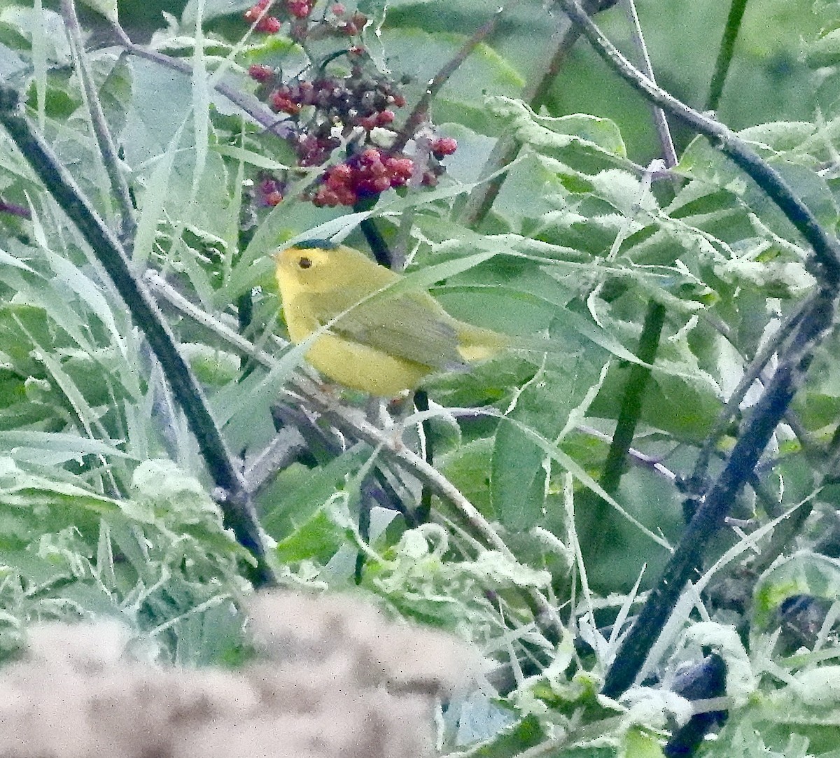 Wilson's Warbler - ML640887456