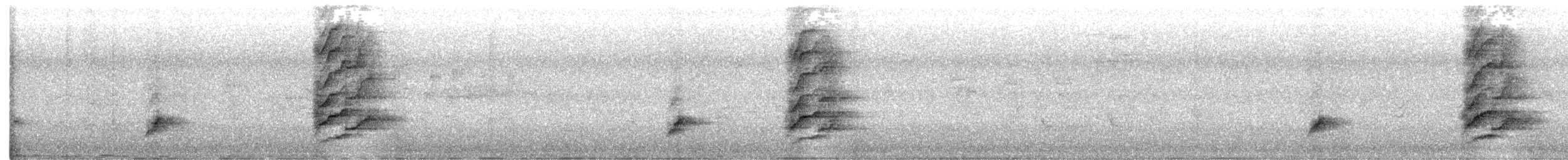 Méliphage à oreillons bleus (groupe cyanotis) - ML640887458