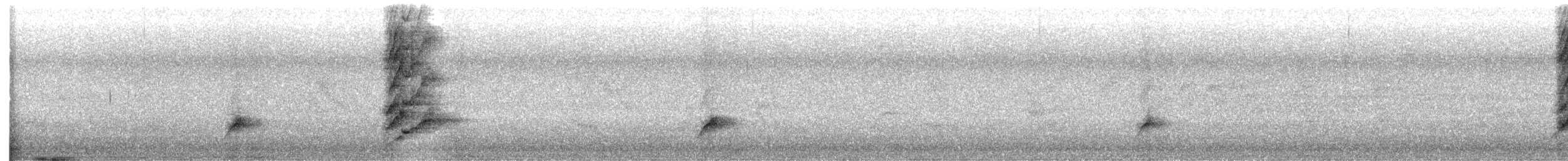 Méliphage à oreillons bleus (groupe cyanotis) - ML640887459
