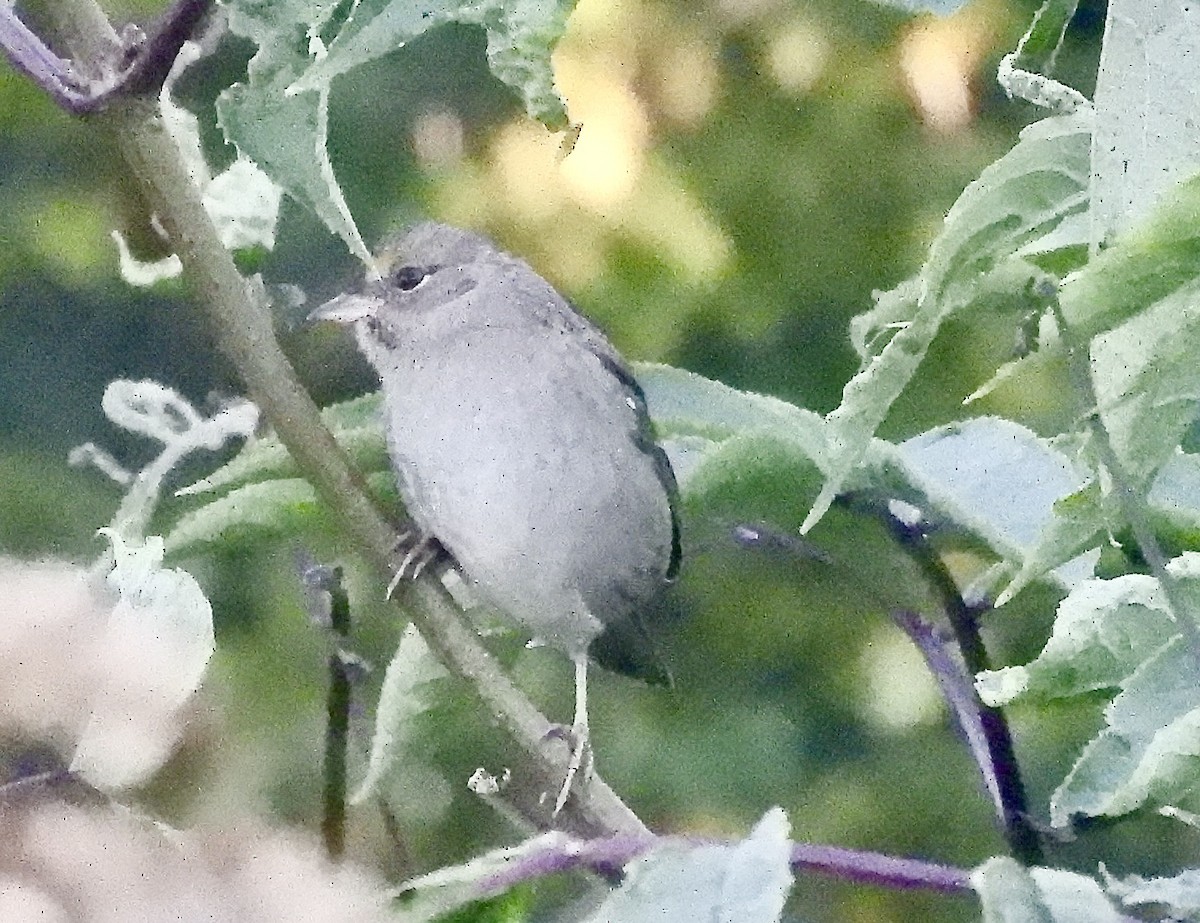 Bruant à couronne dorée - ML640887476