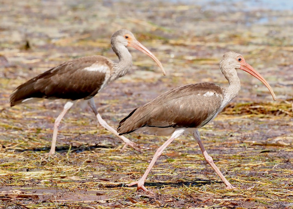 White Ibis - ML640887505
