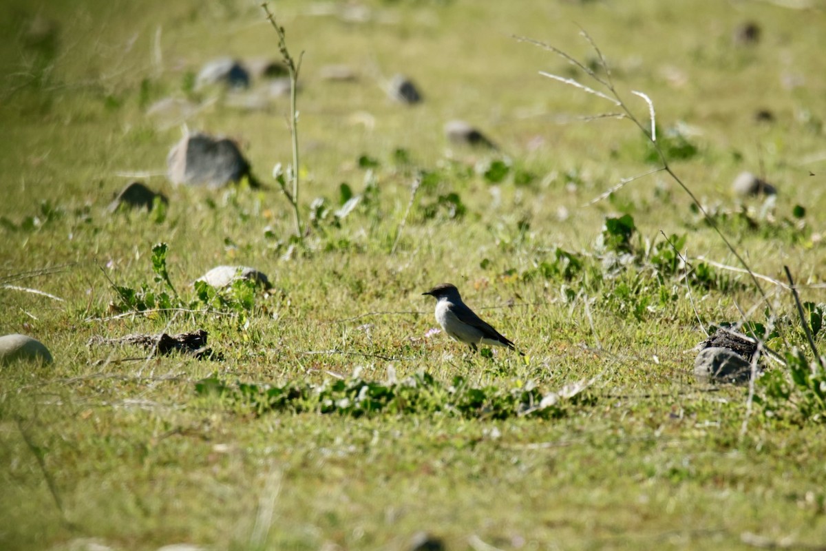 Dark-faced Ground-Tyrant - ML640887609