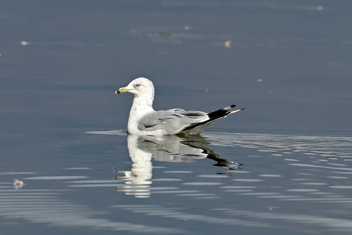 Ring-billed Gull - ML640887628