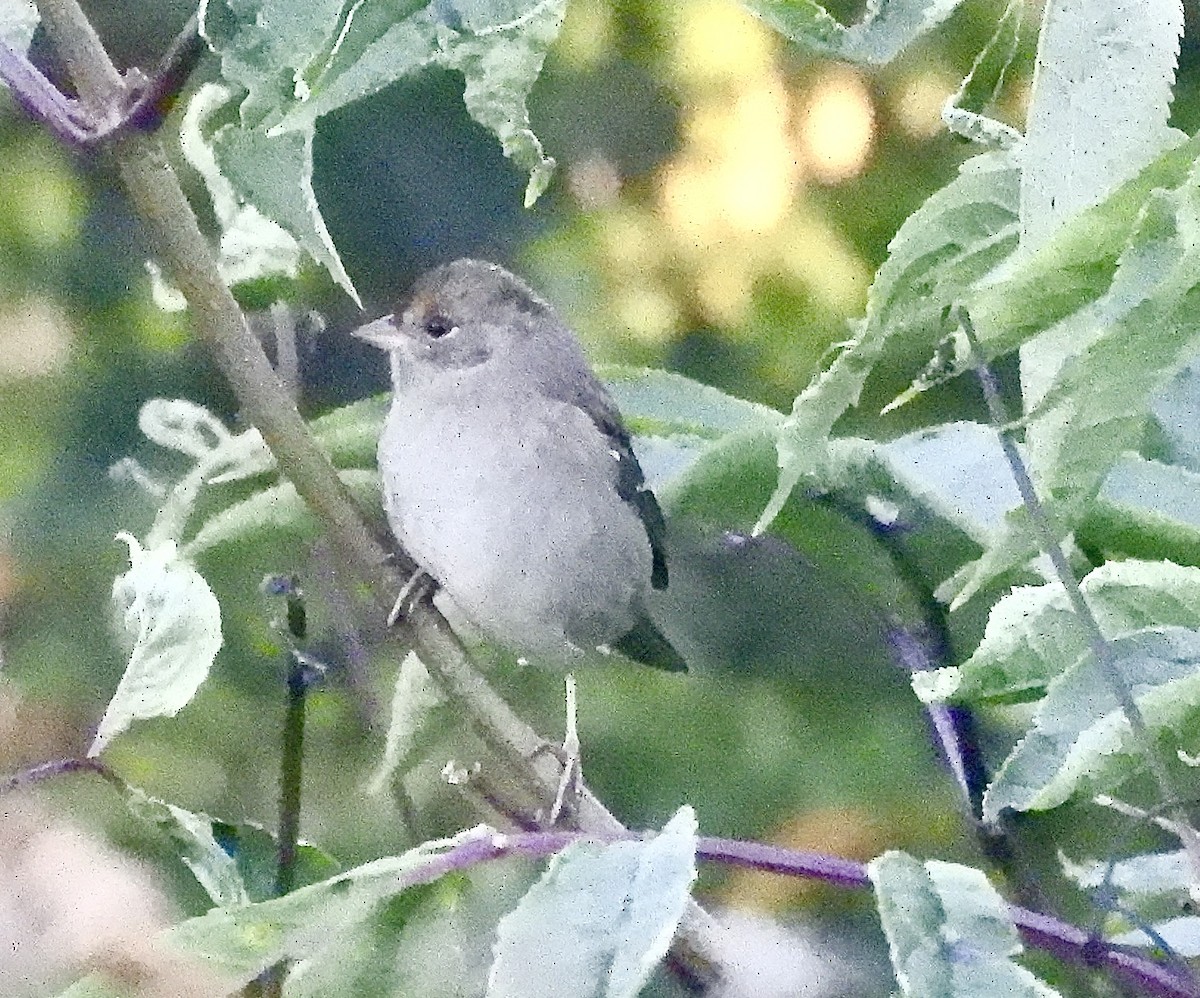 Bruant à couronne dorée - ML640887631