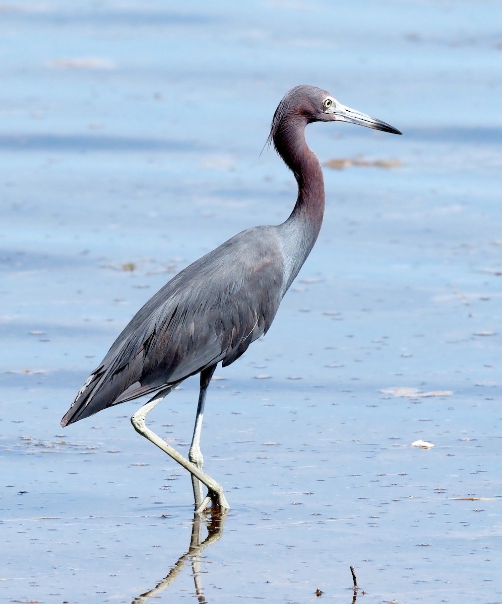 Little Blue Heron - ML640887637