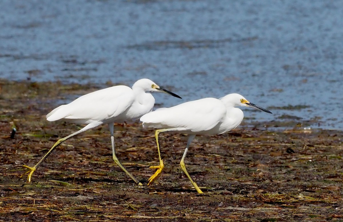 Snowy Egret - ML640887643