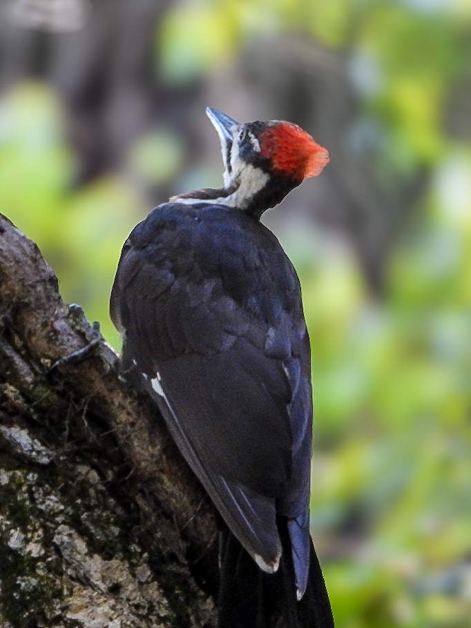 Pileated Woodpecker - ML640887652
