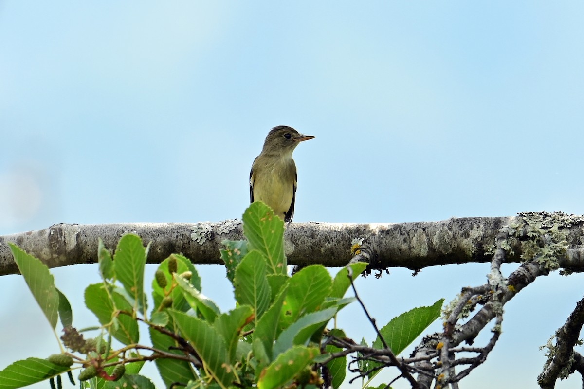 Willow Flycatcher - ML640887661