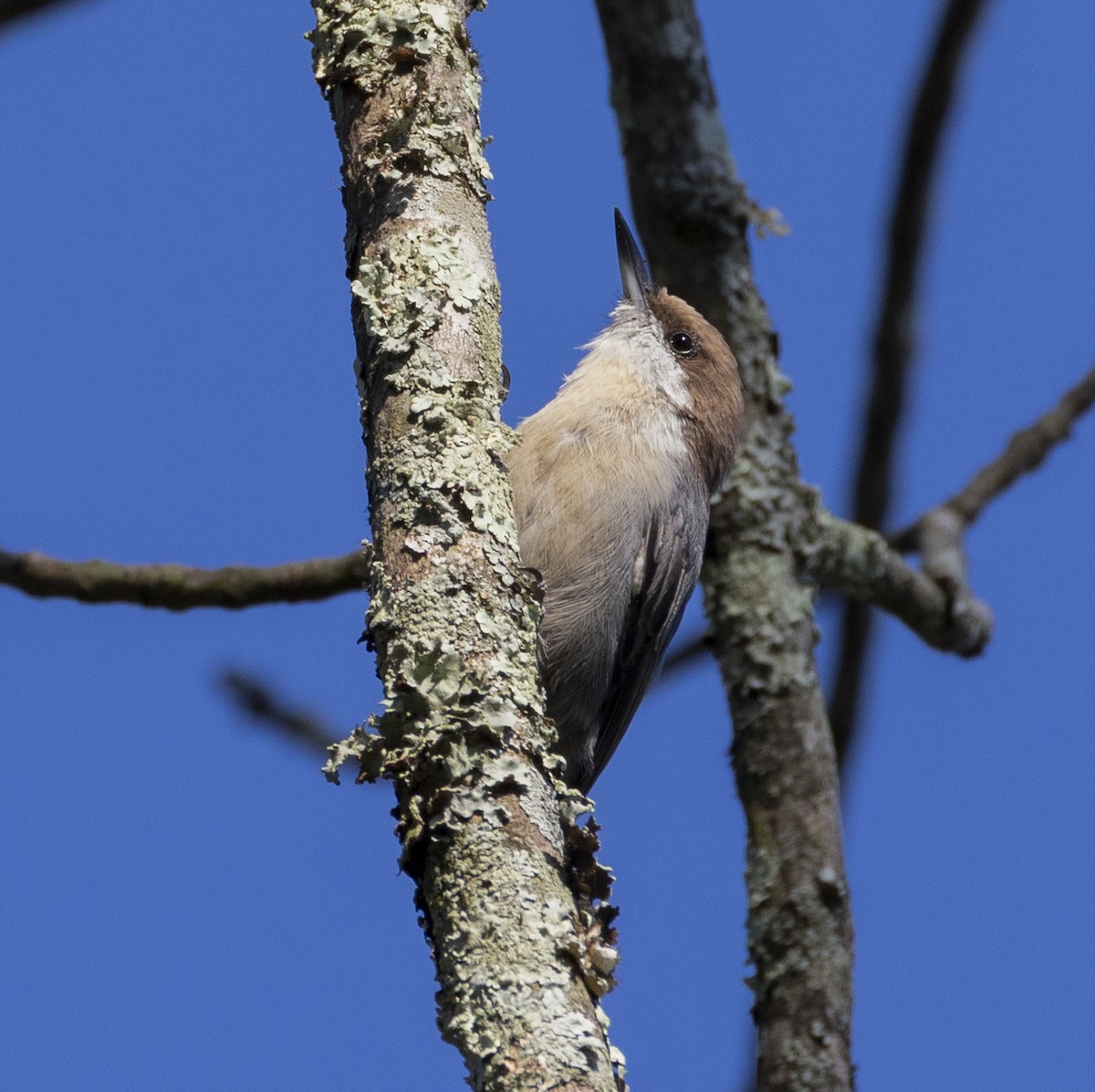 Brown-headed Nuthatch - ML640887663