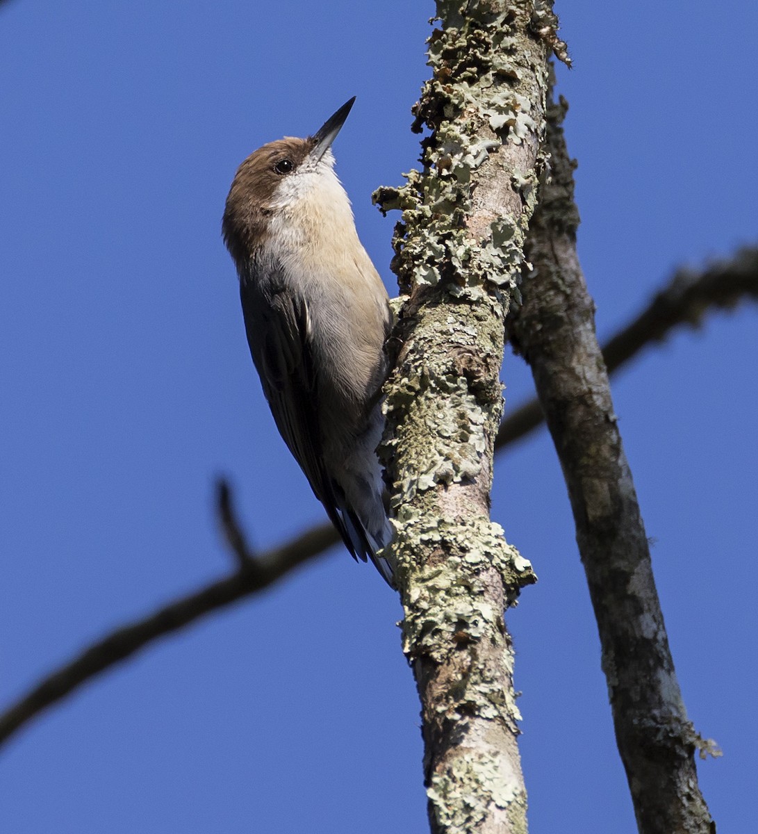 Brown-headed Nuthatch - ML640887664