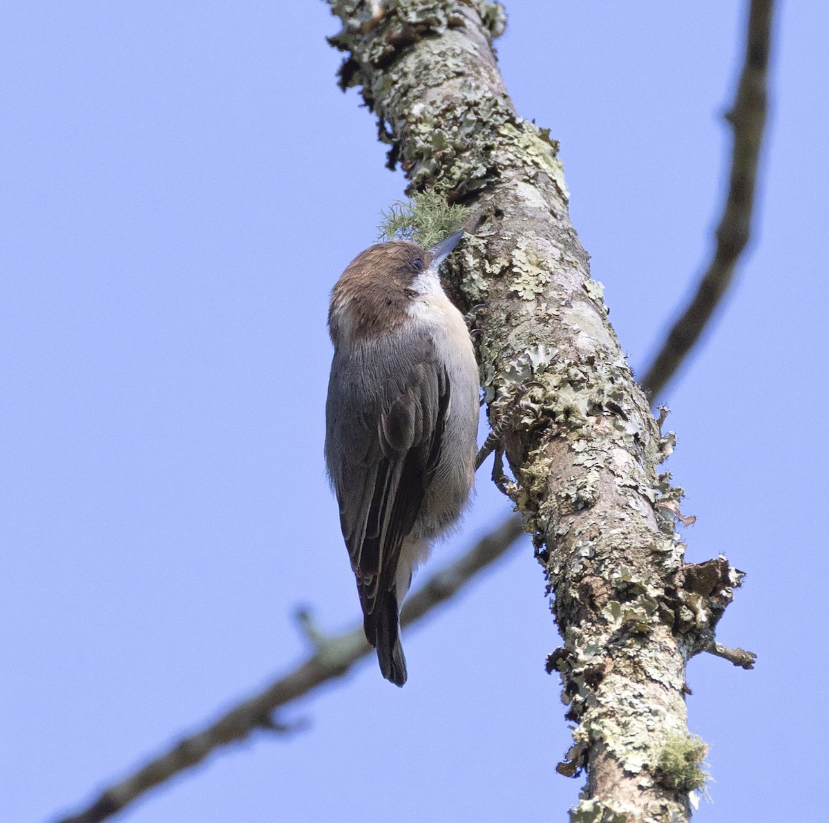 Brown-headed Nuthatch - ML640887665