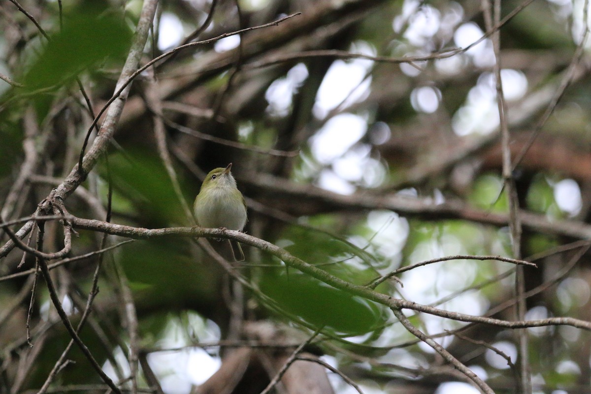 Hangnest Tody-Tyrant - ML640887673
