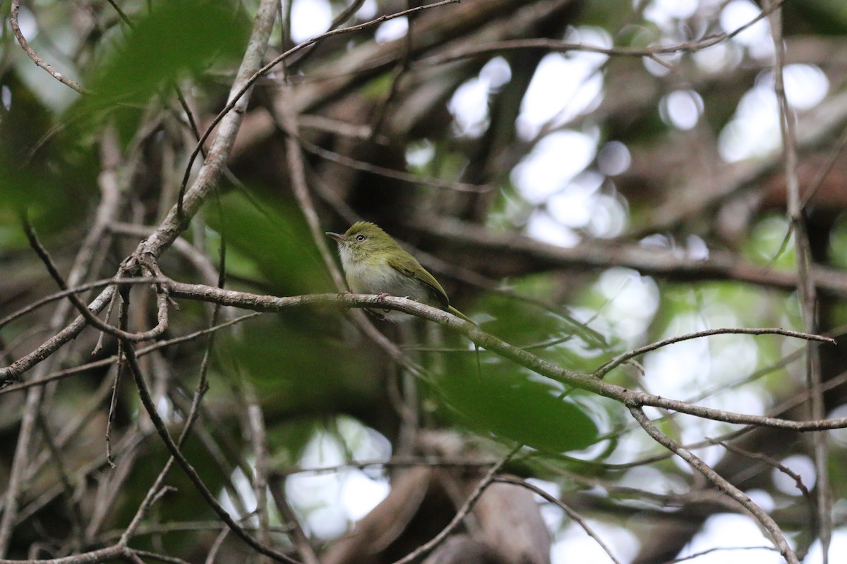 Hangnest Tody-Tyrant - ML640887674
