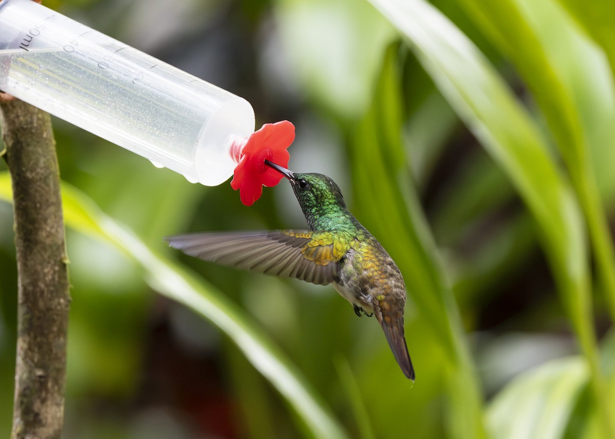 Snowy-bellied Hummingbird - ML640887682