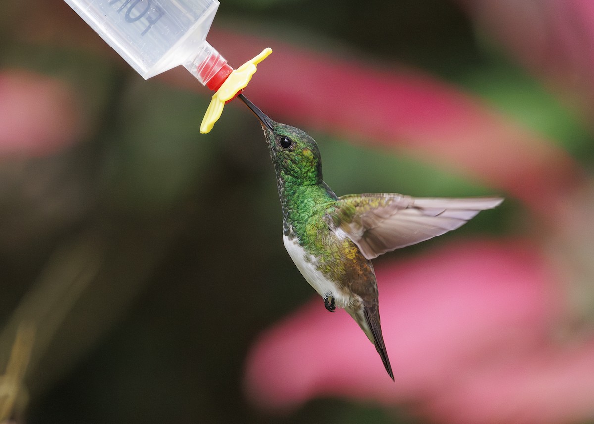 Snowy-bellied Hummingbird - ML640887684