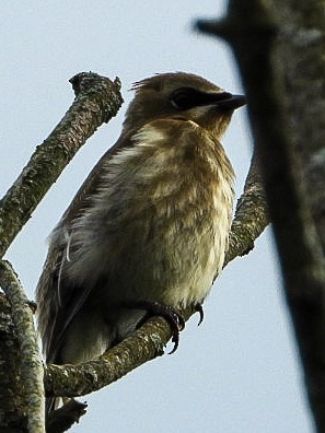 Zedernseidenschwanz - ML640887692