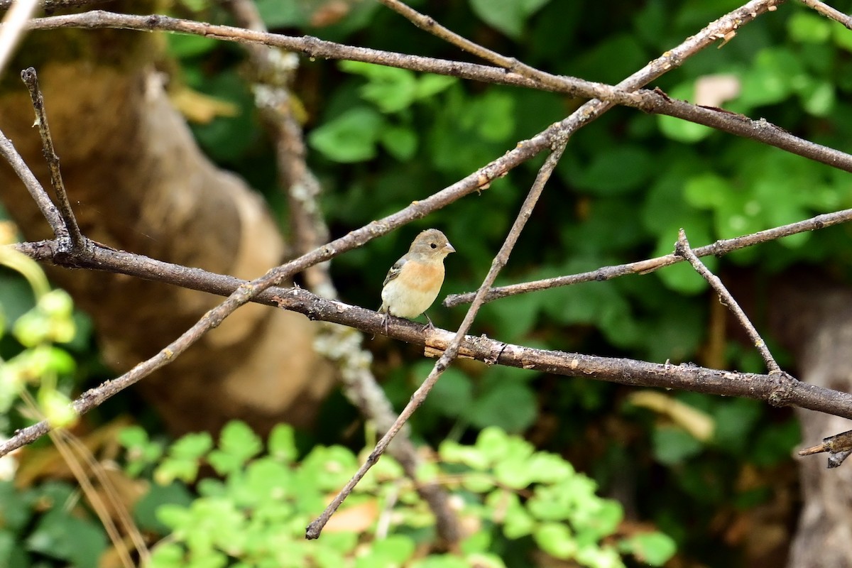 Lazuli Bunting - ML640887709