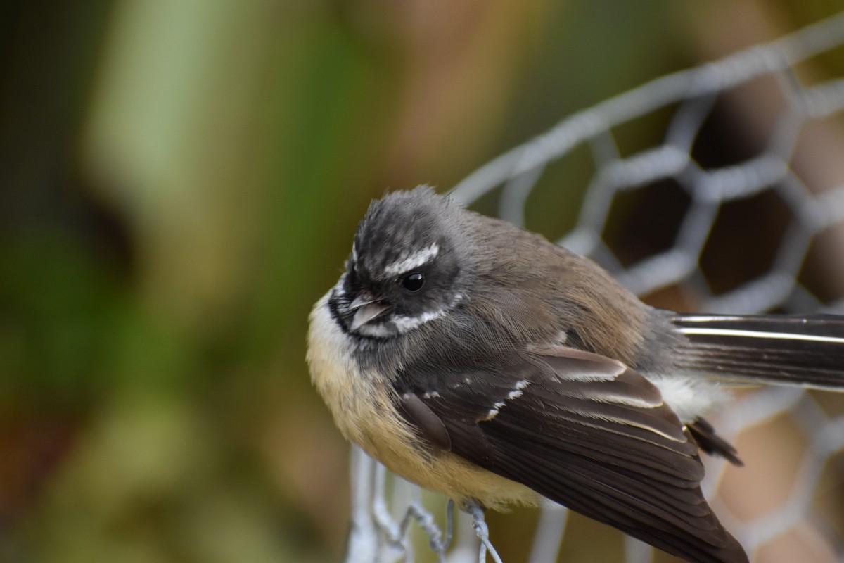 New Zealand Fantail - ML640887710