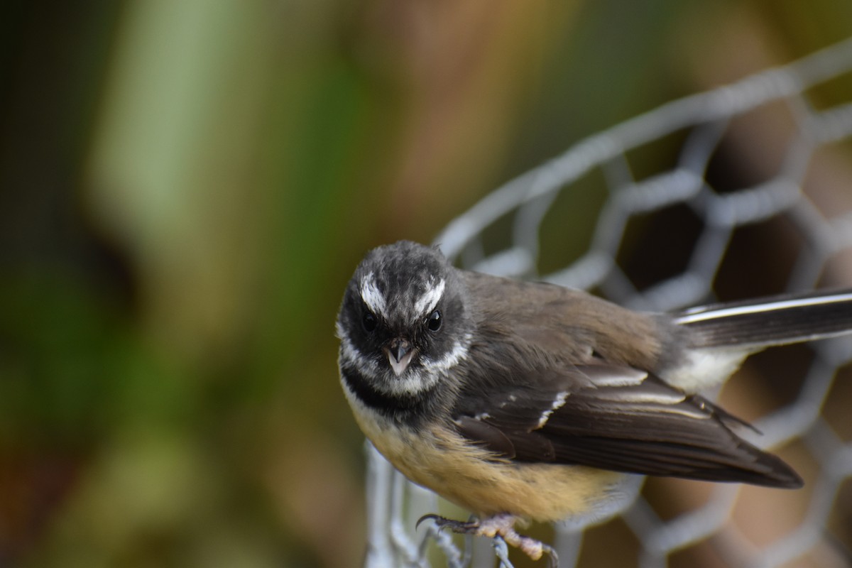 New Zealand Fantail - ML640887712