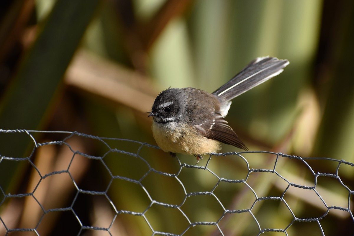 New Zealand Fantail - ML640887716