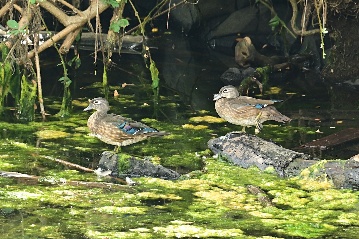Wood Duck - ML640887748