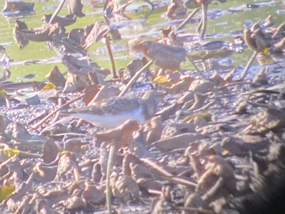 Алаг хайргач - ML640887750