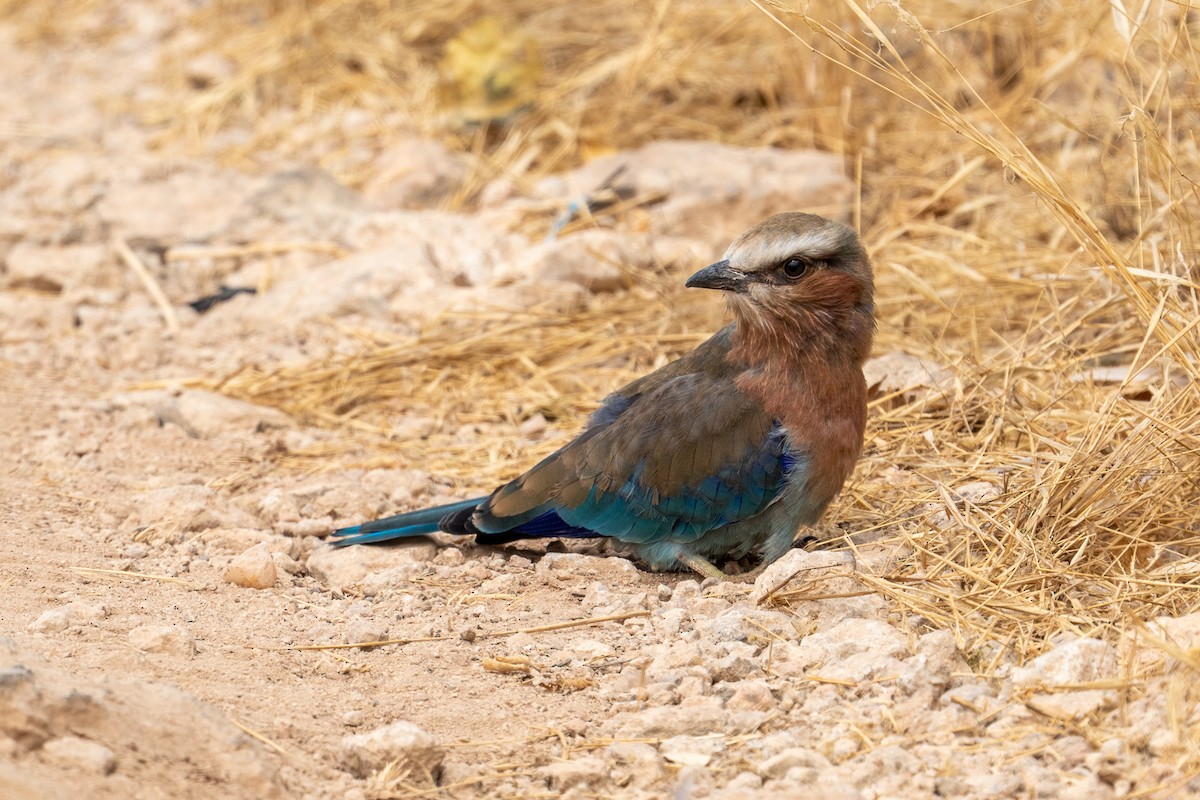 Lilac-breasted Roller - ML640887760