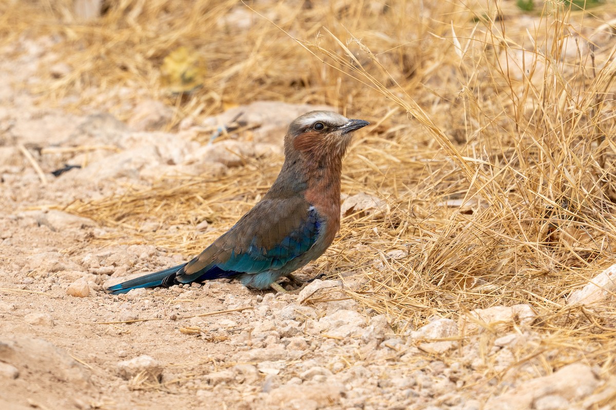 Lilac-breasted Roller - ML640887761