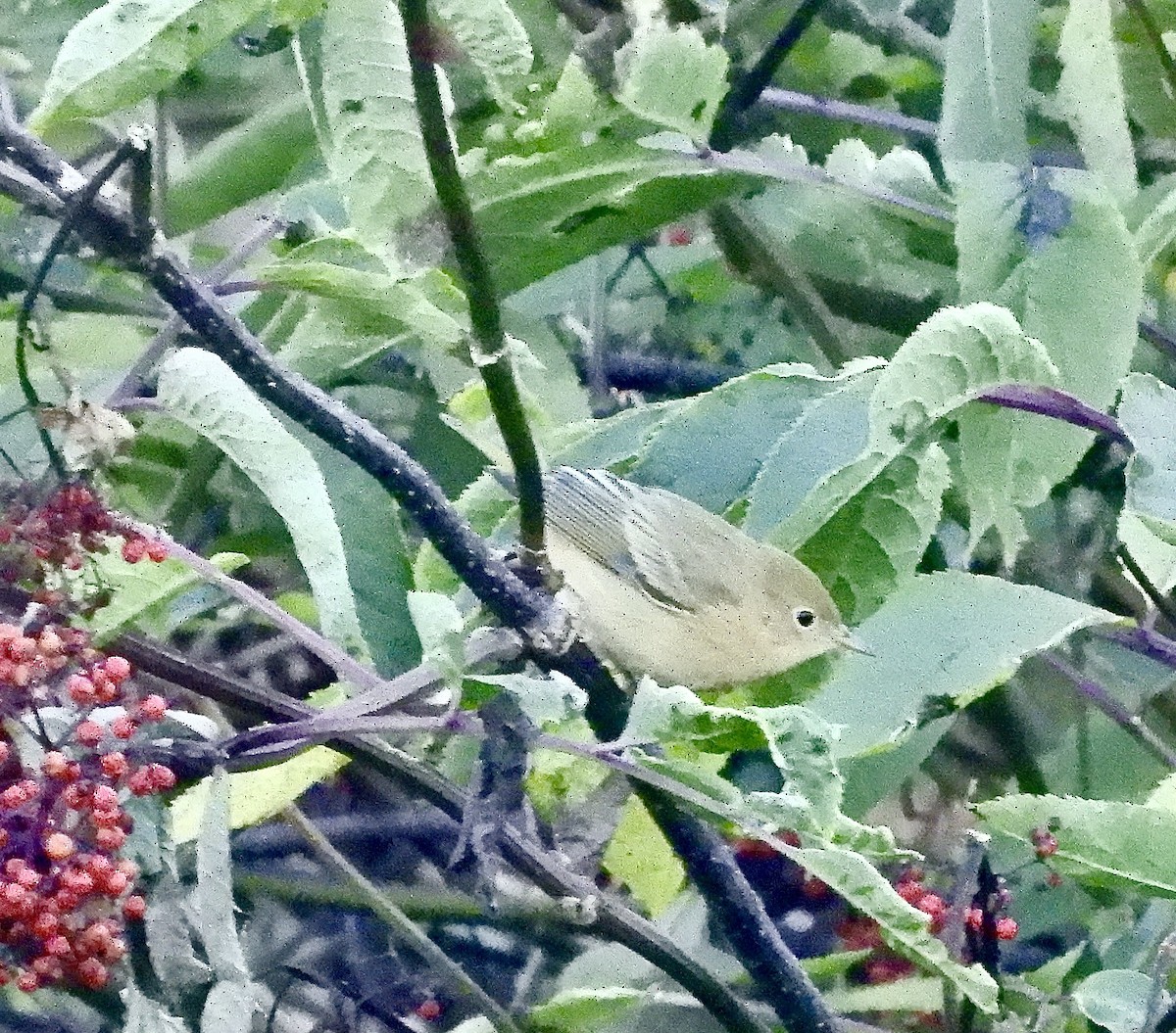 Paruline jaune - ML640887772