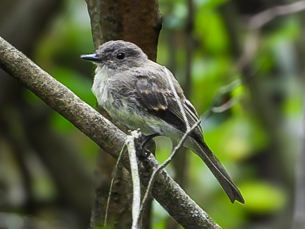 Eastern Phoebe - ML640887780