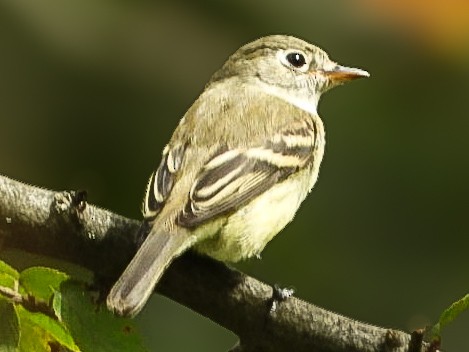 Least Flycatcher - ML640887800