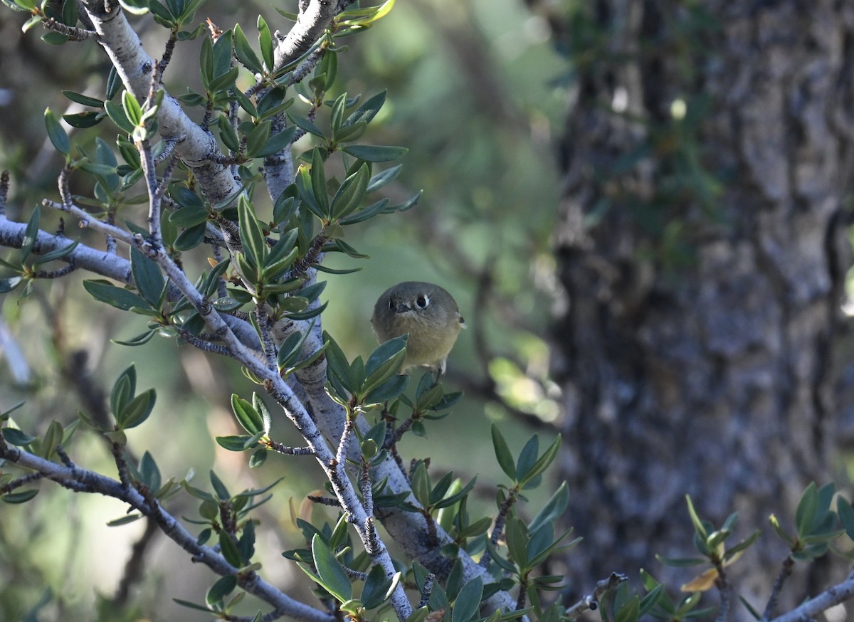 Ruby-crowned Kinglet - ML640887808