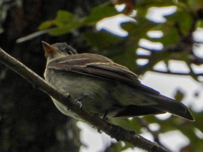 Eastern Wood-Pewee - ML640887817