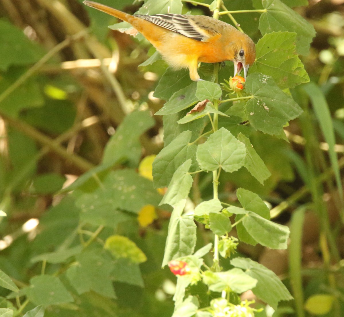 Baltimore Oriole - ML640887825