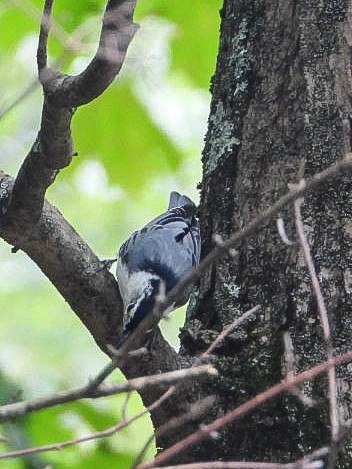 White-breasted Nuthatch - ML640887835