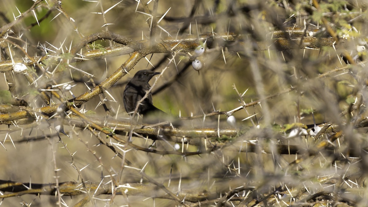 Black Scrub-Robin - ML640887836