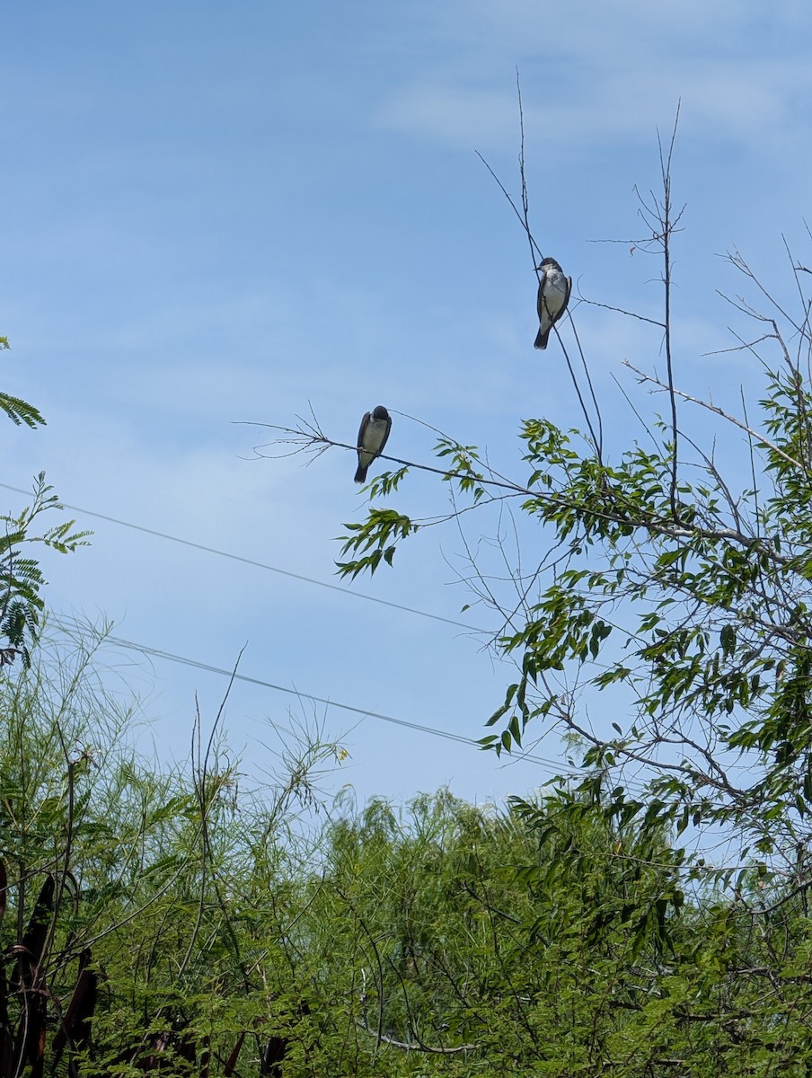 Eastern Kingbird - ML640887839