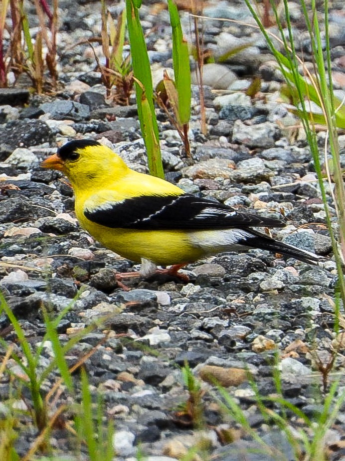 American Goldfinch - ML640887851