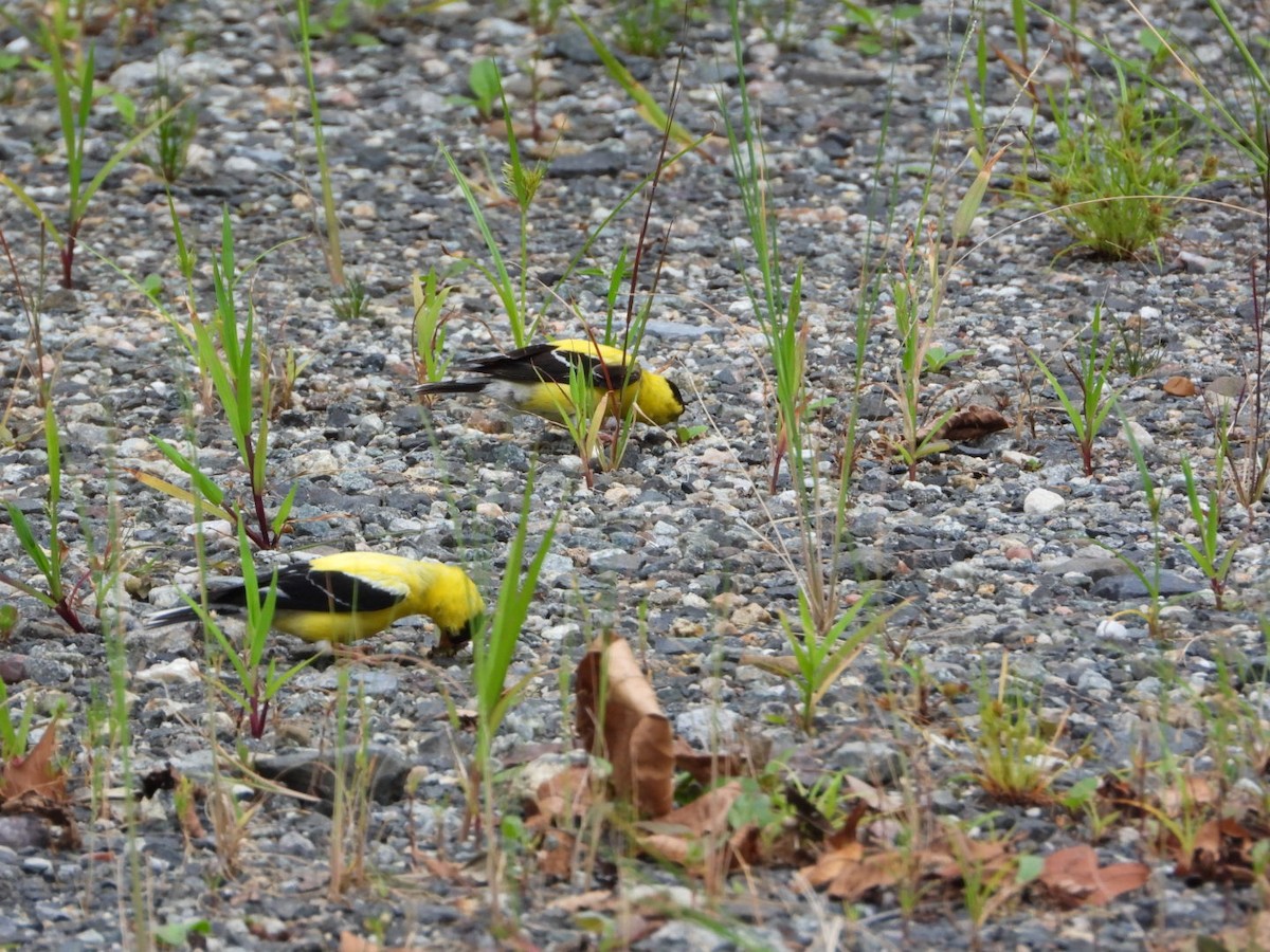 American Goldfinch - ML640887852